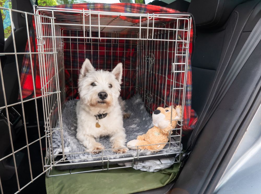 Dog Crate Car