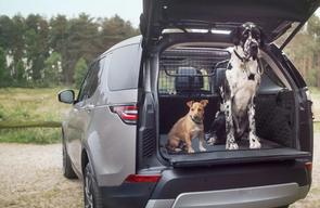 Best car accessories for your dog